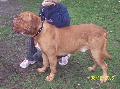Dogue de bordeaux Balou R.I.P billede 11