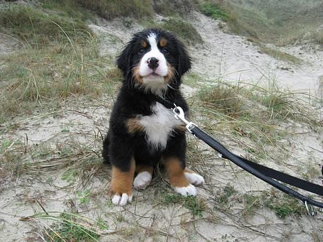 Berner sennenhund Ludvig - ´Hej jeg hedder Ludvig´ :b billede 1