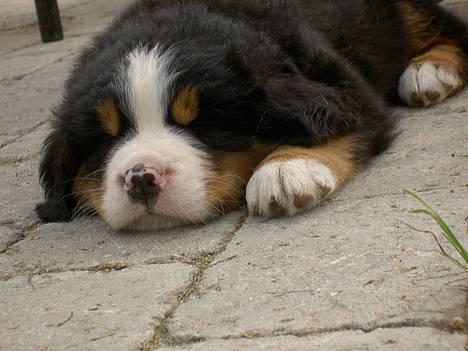 Berner sennenhund Ludvig - ´ Er jeg ikke søød ?´ billede 2