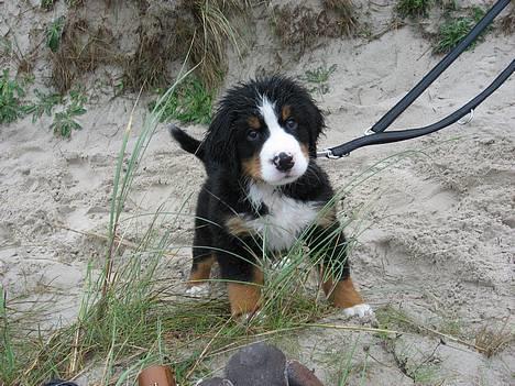 Berner sennenhund Ludvig - Ude i klitterne i Henne strand (: billede 3