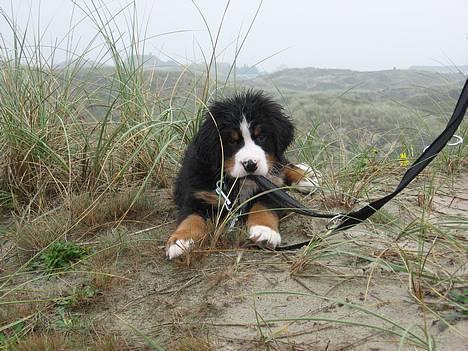 Berner sennenhund Ludvig - ´Min snor smager rigtig godt´ xD billede 4