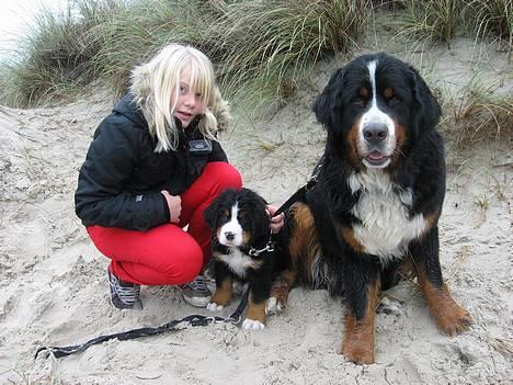 Berner sennenhund Ludvig - Familiebillede - Mig, Ludvig og Bosse (: billede 5