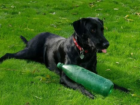 Labrador retriever Mille - Jeg har vidst fået øje på noget meget spændende! :) billede 16