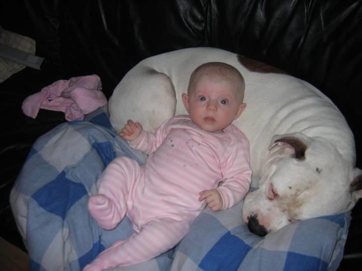 Amerikansk bulldog Ging billede 1