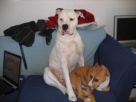 Amerikansk bulldog Ging billede 2