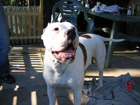 Amerikansk bulldog Ging billede 3