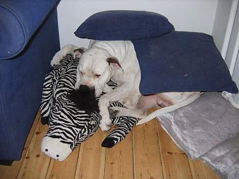 Amerikansk bulldog Ging billede 4