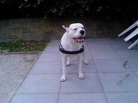 Amerikansk bulldog Ging billede 5