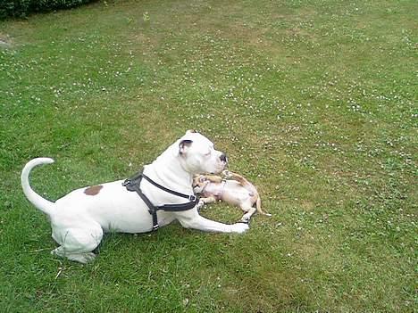 Amerikansk bulldog Ging billede 6