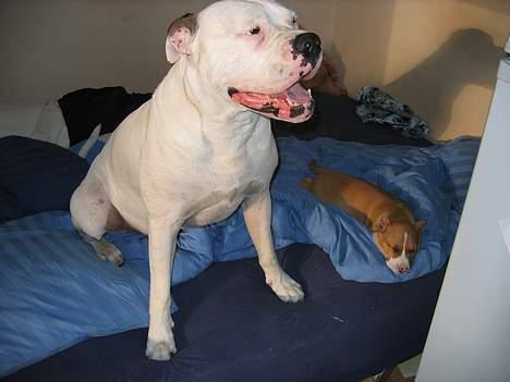 Amerikansk bulldog Ging billede 7