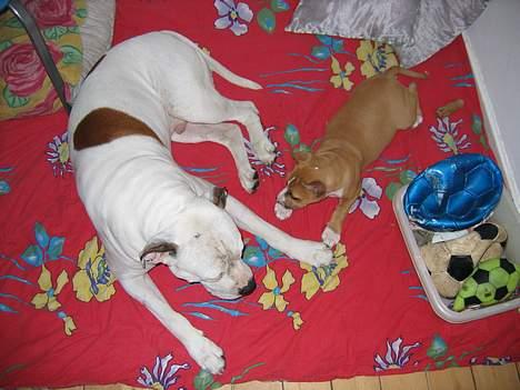 Amerikansk bulldog Ging billede 8