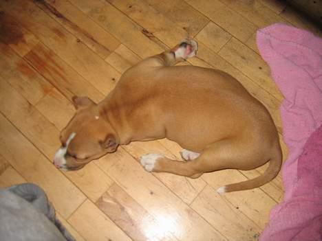 Amerikansk staffordshire terrier Monique billede 2