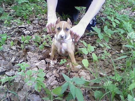 Amerikansk staffordshire terrier Monique billede 3