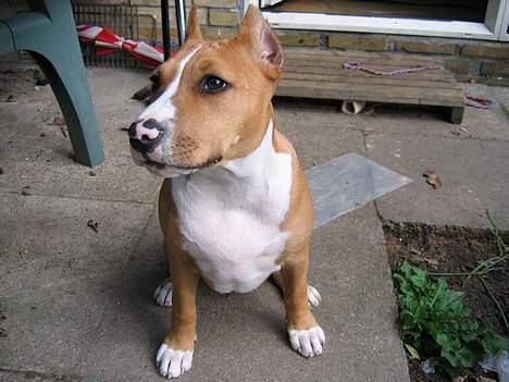 Amerikansk staffordshire terrier Monique billede 4