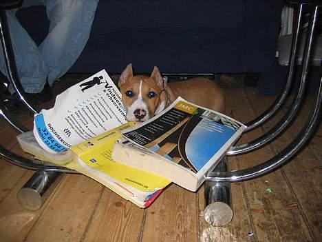 Amerikansk staffordshire terrier Monique billede 5