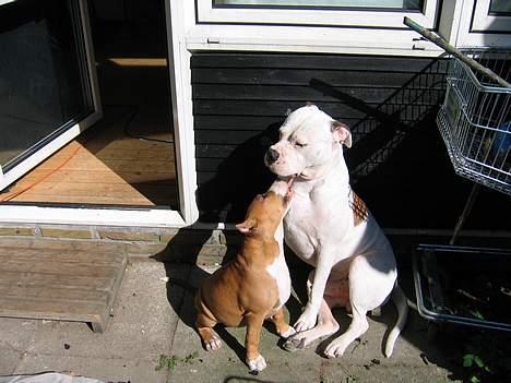 Amerikansk staffordshire terrier Monique billede 6