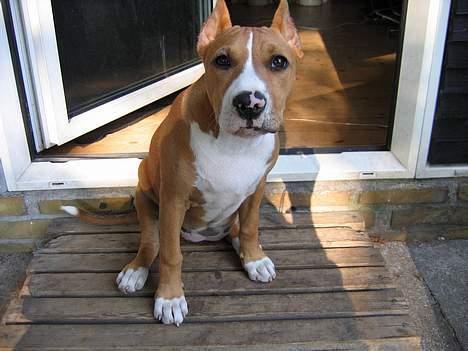 Amerikansk staffordshire terrier Monique billede 7