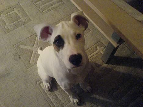 Amerikansk bulldog Fiona billede 11