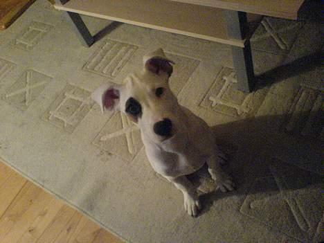 Amerikansk bulldog Fiona billede 12