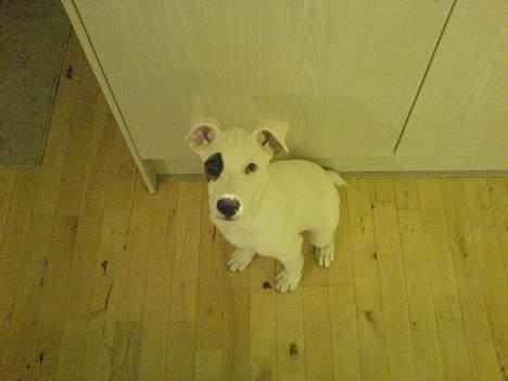 Amerikansk bulldog Fiona billede 13