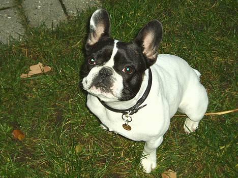 Fransk bulldog Grisepjok - Hej med dig. billede 1