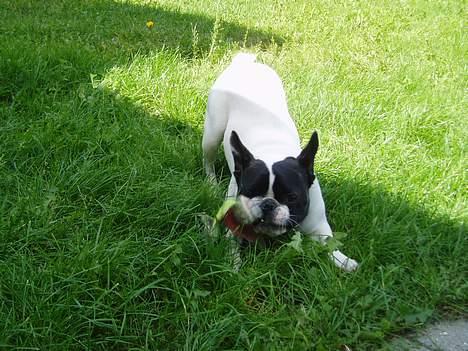 Fransk bulldog Grisepjok - Rrrr - Jeg elsker at være ude at lege billede 2