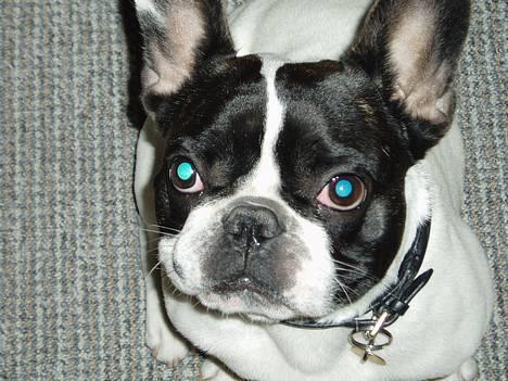 Fransk bulldog Grisepjok - Med det blik, for jeg næsten altid min vilje. billede 3