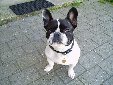 Fransk bulldog Grisepjok - Hva glor du på ? billede 4