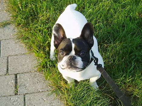 Fransk bulldog Grisepjok - Skal du absolut tage alle de billeder ? billede 5