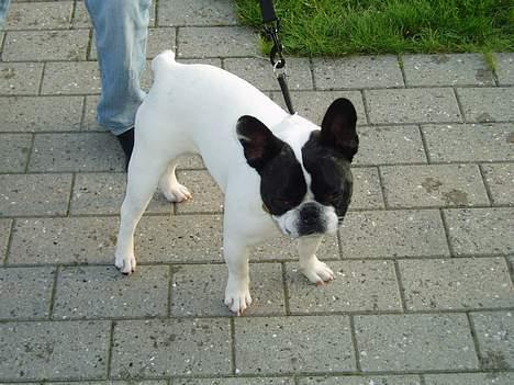 Fransk bulldog Grisepjok - Beskyt mig natacha beskyt mig billede 6