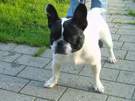 Fransk bulldog Grisepjok - Hah - Jeg kan også se farlig ud !!! billede 7