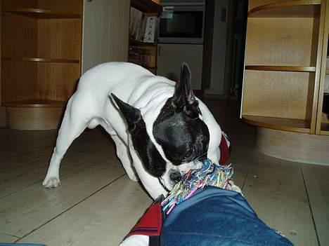 Fransk bulldog Grisepjok - Rrrrr <33 billede 8