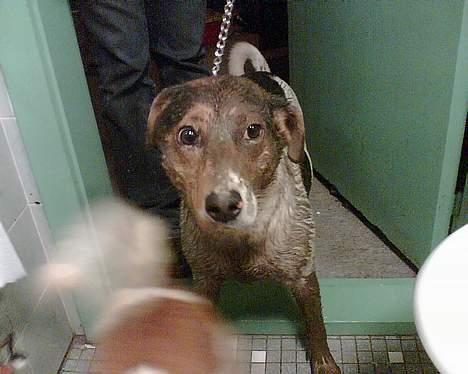 Dansk svensk gaardhund Kvik - MIg beskidt??? nej aldrig billede 15