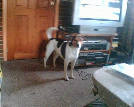 Dansk svensk gaardhund Kvik - kom nu gå nu tur med mig billede 16