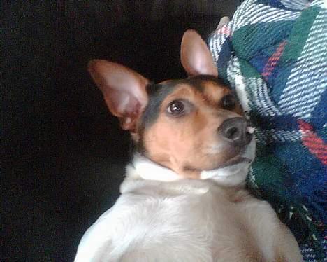 Dansk svensk gaardhund Kvik - nej jeg har ikke flyve ører billede 18