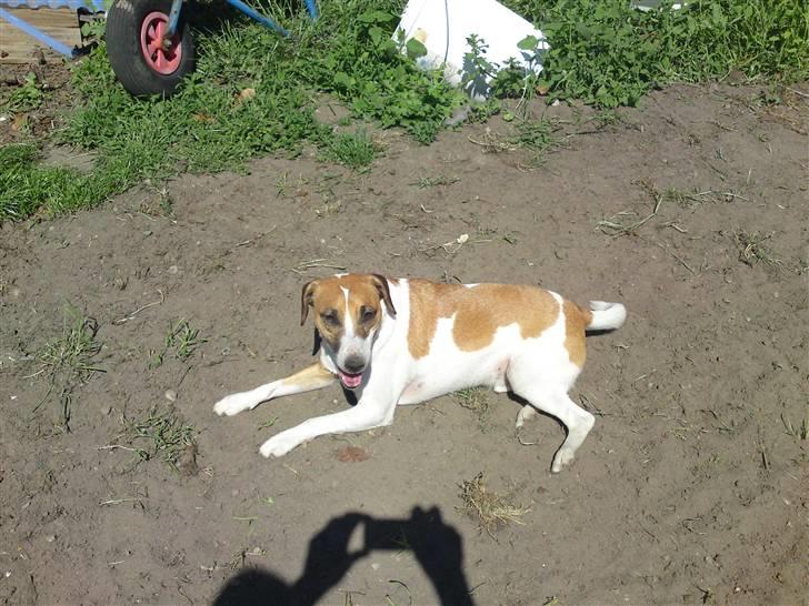 Blanding af racer Bacardi :)  billede 9