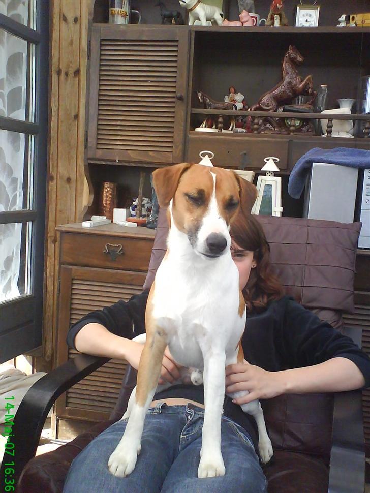 Blanding af racer Bacardi :)  - :) billede 10