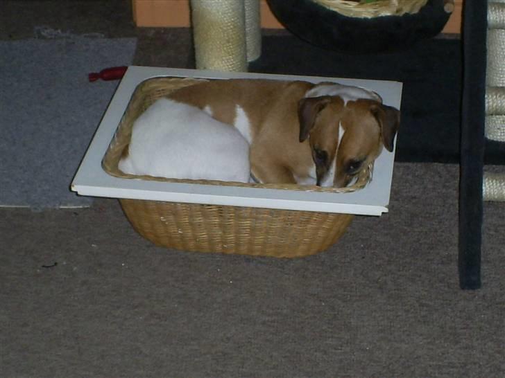 Blanding af racer Bacardi :)  - kattene har taget min kurv så må jeg jo krybe i deres  billede 11