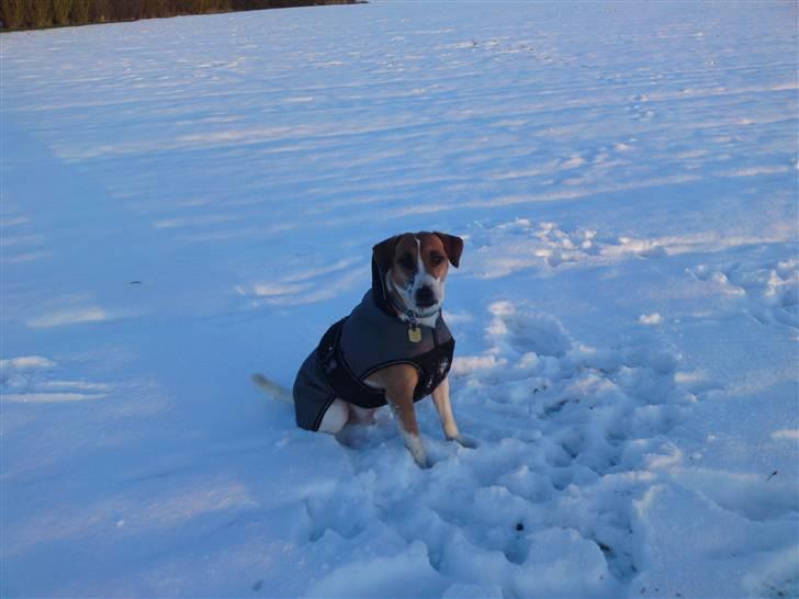 Blanding af racer Bacardi :)  - jeg ligger dåårligt  billede 12