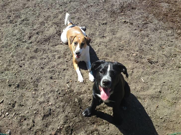 Blanding af racer Bacardi :)  billede 14