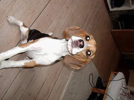 Beagle *Dharma<3* - "Sidde pænt" ! billede 15