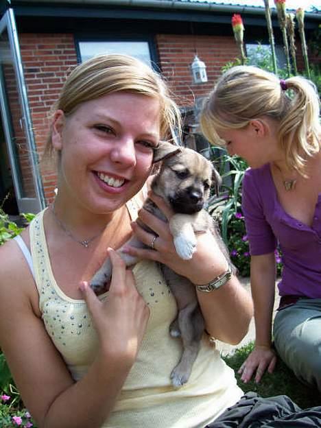 Blanding af racer Mira billede 1