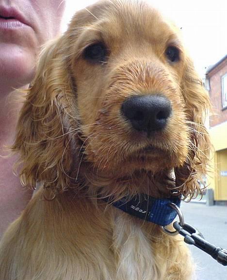 Cocker spaniel Frida - Hun har lige haft næsen nede i et glas vand :) billede 1