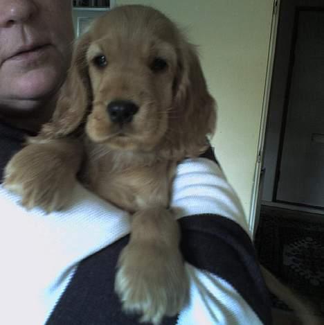 Cocker spaniel Frida billede 2