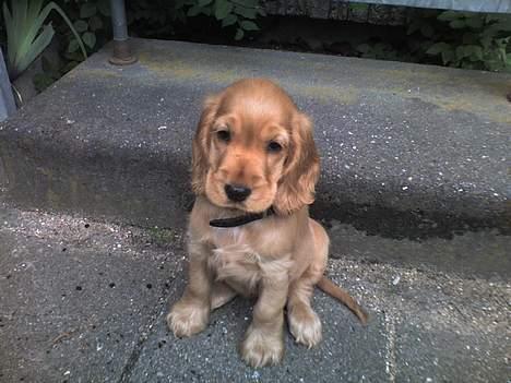 Cocker spaniel Frida billede 4