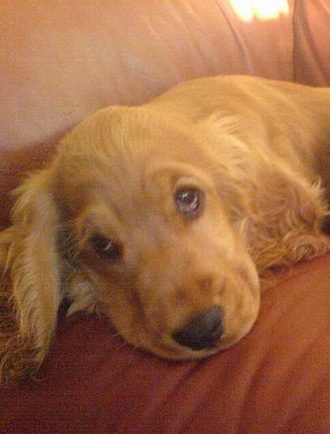 Cocker spaniel Frida billede 5