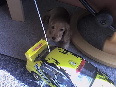 Cocker spaniel Frida billede 6