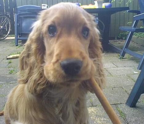 Cocker spaniel Frida billede 7