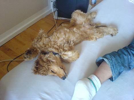 Cocker spaniel Frida billede 8