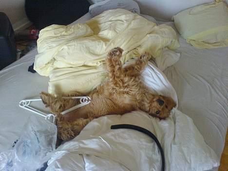 Cocker spaniel Frida billede 9